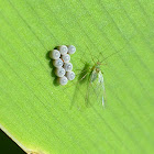 Shield Bug Eggs