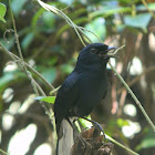 White-Vented Shama