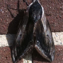 Pine hawkmoth