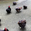 Black hens