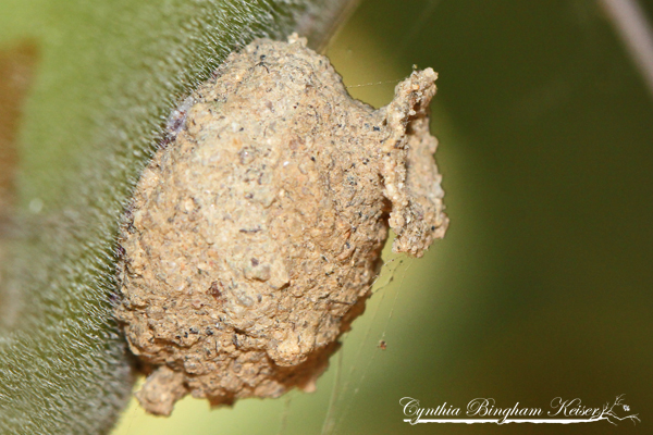 Potter Wasp nest