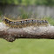 eastern tent caterpillar (larva)