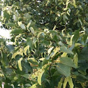 American basswood / linden tree