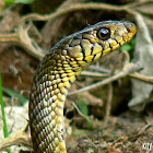 Common Rat Snake
