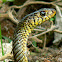 Common Rat Snake