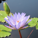 Blue water lily (Purple Lotus)