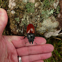 Swinhoe's Stag Beetle