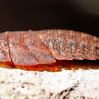 Bark Cockroach