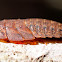 Bark Cockroach
