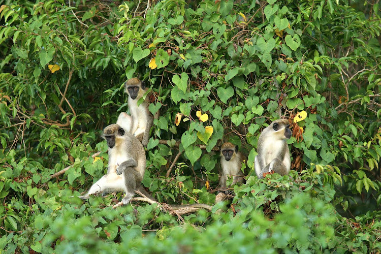 Vervet monkeys act as nature's alarm clocks on Nevis.