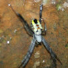 Water Spider