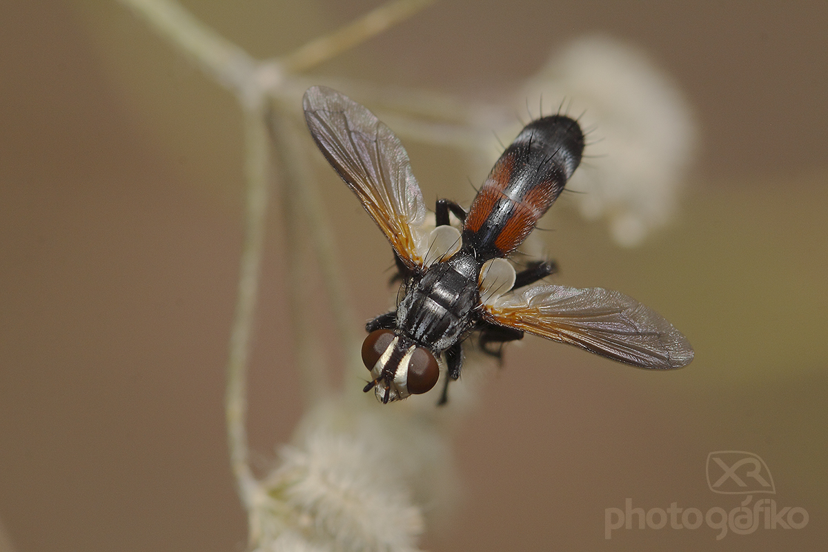 Bicolor Tachinid fly