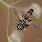 Bicolor Tachinid fly