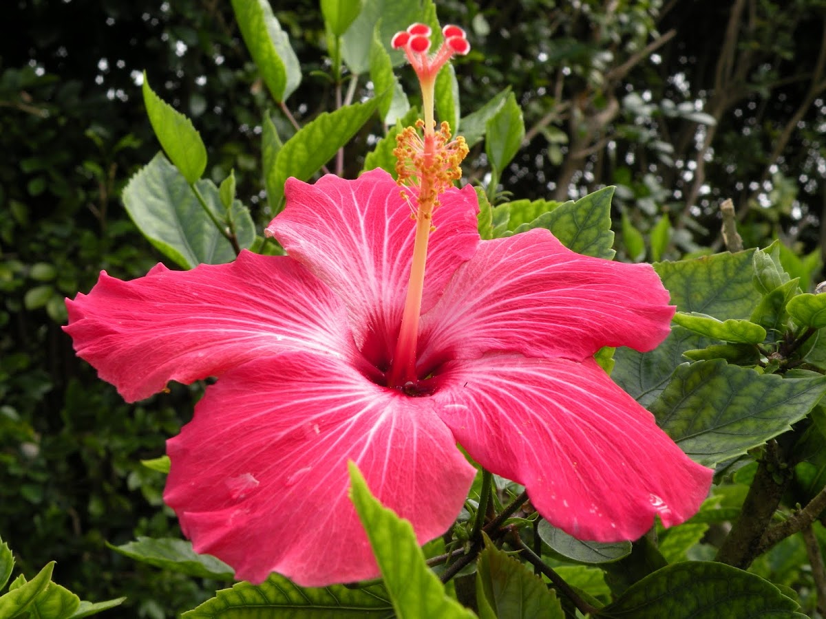 Mexican Roselle Hibiscus