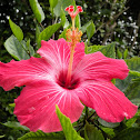 Mexican Roselle Hibiscus