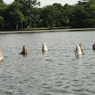 Mute Swan "with swan lake performance"