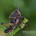 Lubber Grasshopper nymph