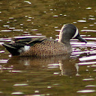 Blue-winged Teal (male)