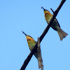The Little Bee-eater