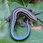 Five-lined Skink