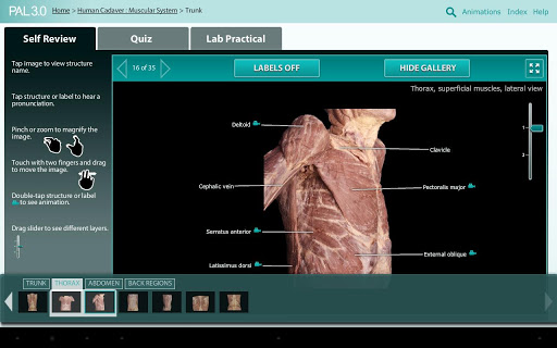 Practice Anatomy Lab PAL3