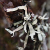 Lichen