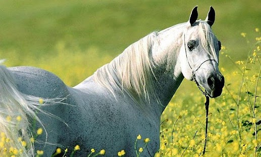 BEAUTIFULL HORSES Screenshots 1