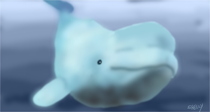 Baby Beluga