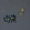 Common House Spider vs. Castianeira longipalpa