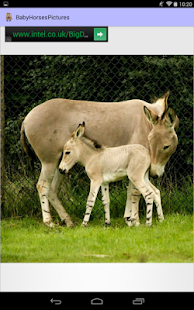 Baby Horses Pictures Screenshots 8