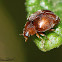 Dusky Ladybird Beetle
