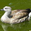 Blue-Winged Goose
