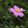 California Wild Rose