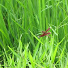 Red Grasshawk