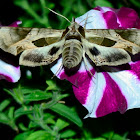 Pandorus Sphinx Moth