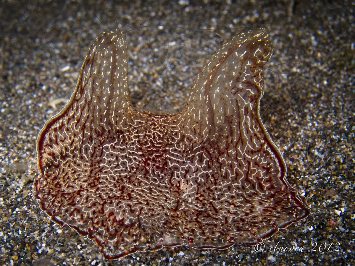 Crawling Comb Jelly, Benthic Ctenophore