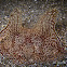 Crawling Comb Jelly, Benthic Ctenophore