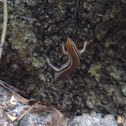 Little Brown Skink or Ground Skink