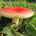 Russula