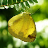 Changeable Grass Yellow