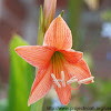 Easter lily, amaryllis lily