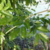 Freshwater Mangrove tree