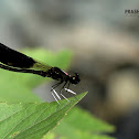 Common Dragonfly
