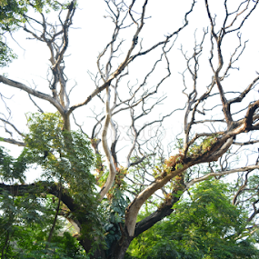 Silent by Dipa Chatterjee - Nature Up Close Trees & Bushes