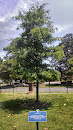 Memorial Oak Tree