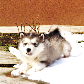 by Damir Nemir - Animals - Dogs Playing