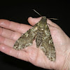 Sphingid Moth