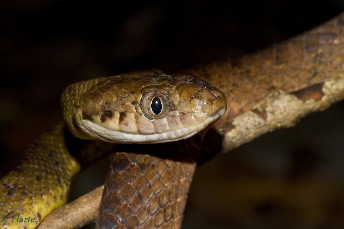 Brown Tree Snake Project Noah