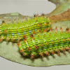 Stinging Nettle Slug Caterpillars (Cup Moths, Limacodidae)