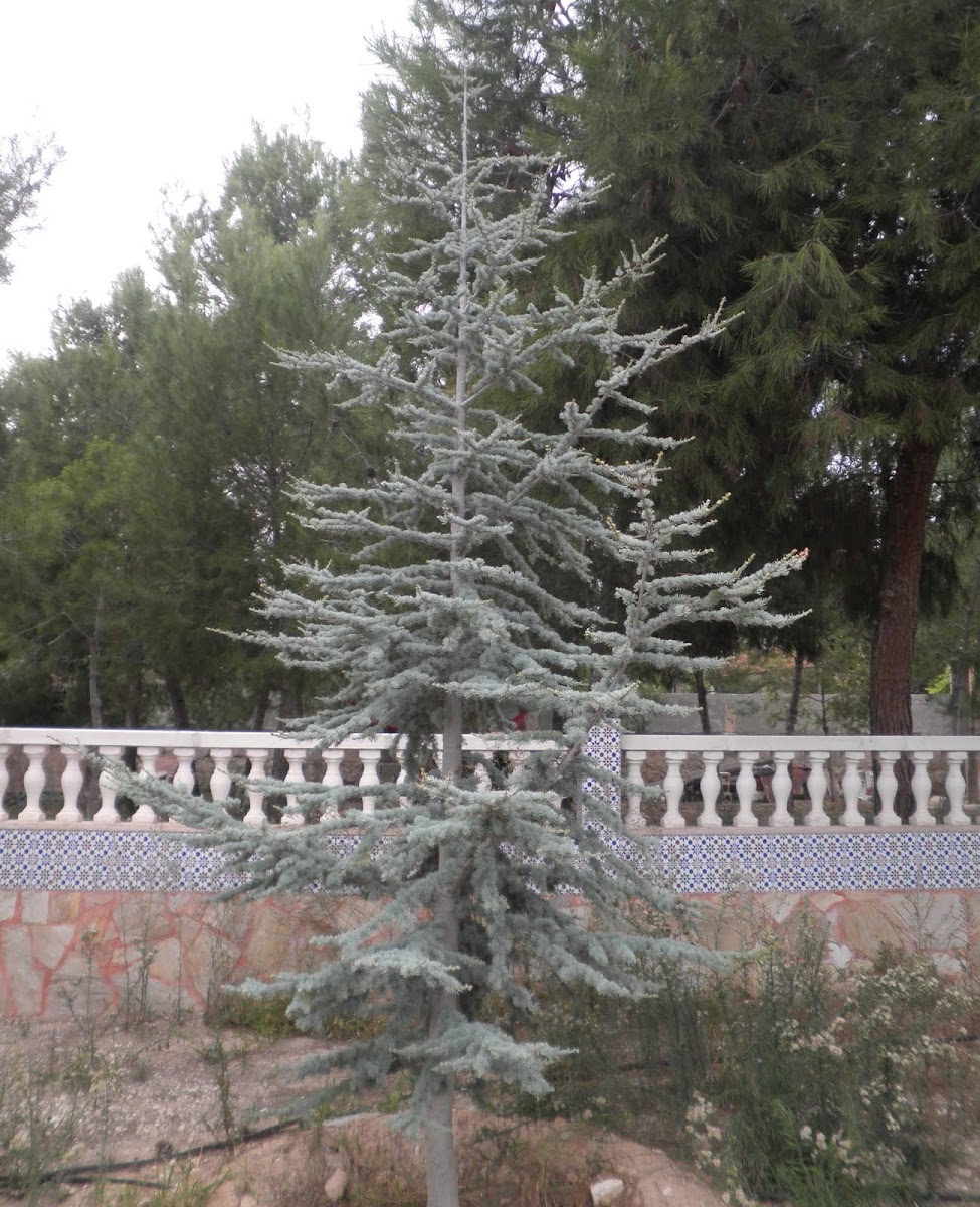 Cedro azul del Atlas. Blue atlas cedar